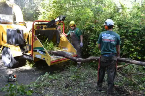 tree services Bell